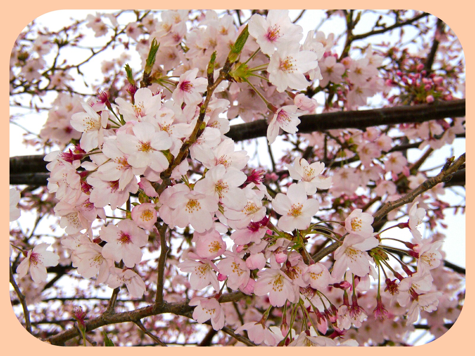 桜