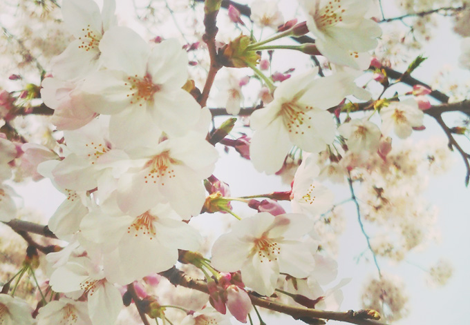 桜